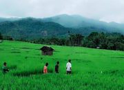 Menjelajahi Keindahan Gunung Kulabu di Sumatera Barat